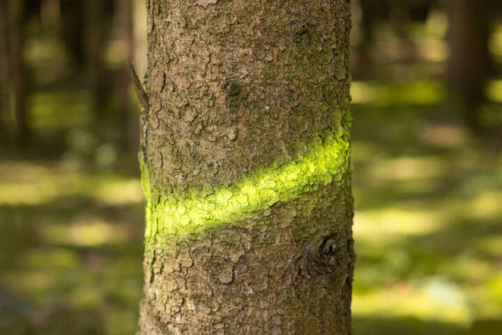 KERBL Markierungsspray Forst Neon